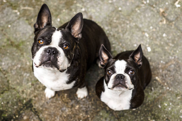 Two black and white Boston Terrier dogs looking up at the camera stock photo