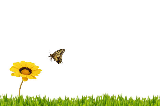 istock Butterfly and daisy XXXL 114388152
