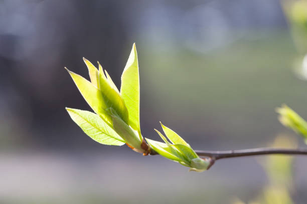 spring light green leaves on tree branch closeup view - wakening imagens e fotografias de stock