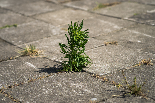 A tall green plant grows out of a crack between concrete stones on a sidewalk