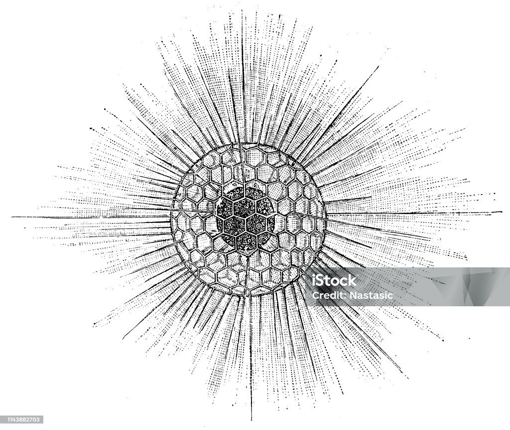 Radiolarians ,heliosphaera actinota Illustration of a Radiolarians ,heliosphaera actinota Anatomy stock illustration