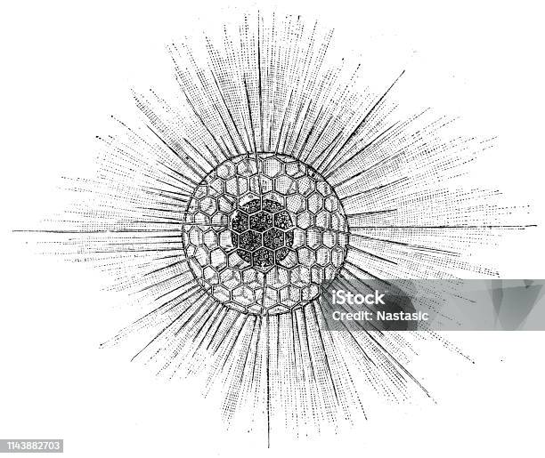 Radiolarians Heliosphaera Actinota Stock Illustration - Download Image Now - Anatomy, Animal, Animal Body Part