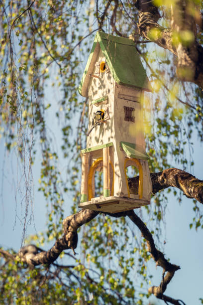 istock Birdhouse in springtime with Great Tit 1143884107
