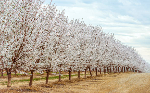 Rows of blooming white almond trees in Northern California stock photo