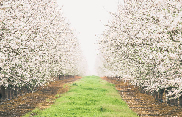 Endless rows of blooming white almond trees in Northern California stock photo
