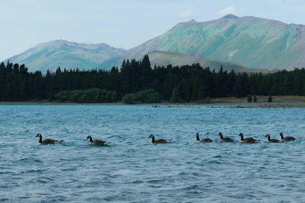istock Ducks on Lake Tekapo, New Zealand 1143884361