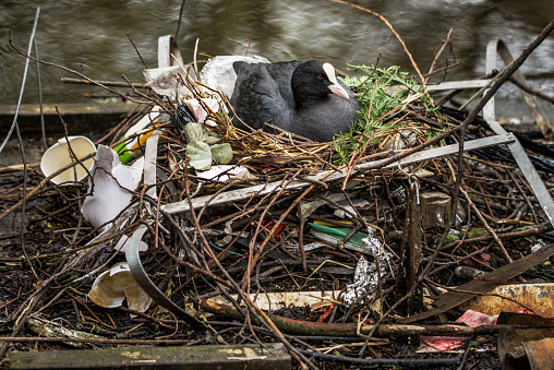 A Eurasian Coot in Amsterdam sits on a nesting platform provided by humans, and has made its nest out of trash, including plastic bags, tin aluminum foil, paper cups, and other garbage.