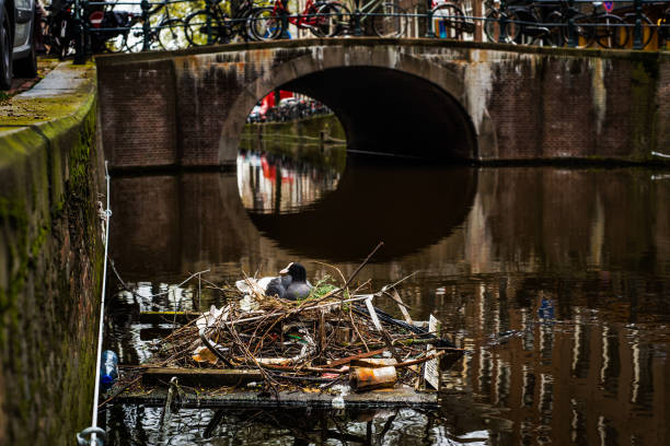 Eurasian Coot sitting on a nest made with sticks and human trash in an Amsterdam canal stock photo
