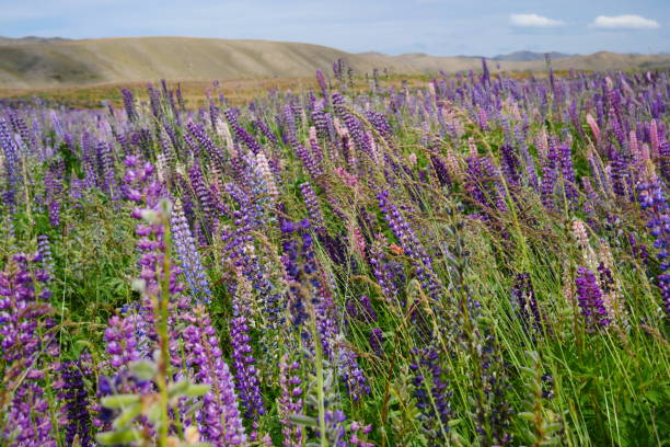 istock Beautiful, colorful mountain lupins 1143885434