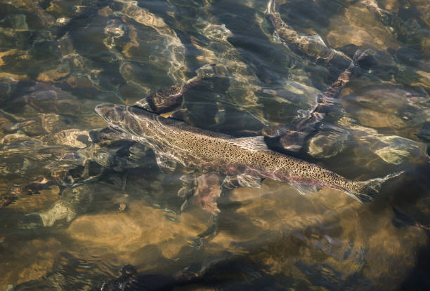 istock Group of adult chinook salmon at a fish hatchery 1143885607