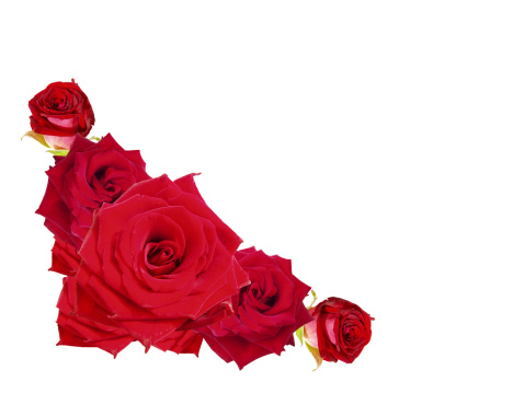 Red roses flowers head isolated on white background