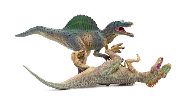 istock spinosaurus fights with allosaurus on a white background 1143886923