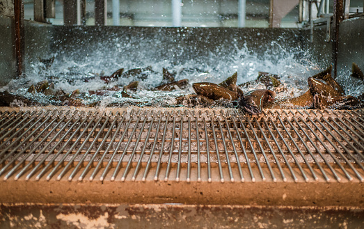 Live chinook salmon at a fish hatchery, flopping and splashing on a metal grid, being transferred out of the main holding tank for spawning
