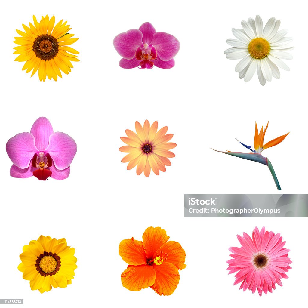 Diferentes Flores Exóticas Xxxl Foto de stock y más banco de imágenes de  Flor - Flor, Recortable, Fondo blanco - iStock