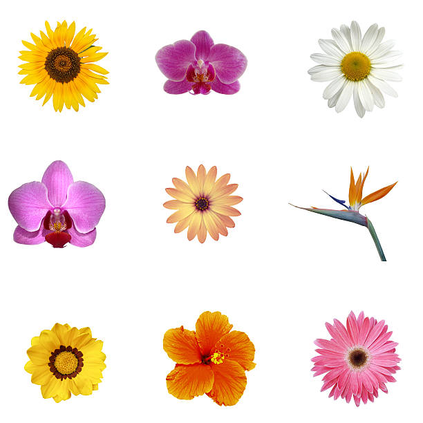 diversi fiori esotici xxxl - hibiscus single flower flower red foto e immagini stock