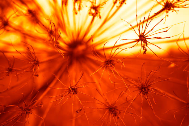 Radiated dandelions at Chernobyl bokeh background