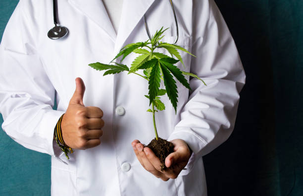 scientifique retenant une branche de marijuana près - hand sign human hand ok sign grass photos et images de collection