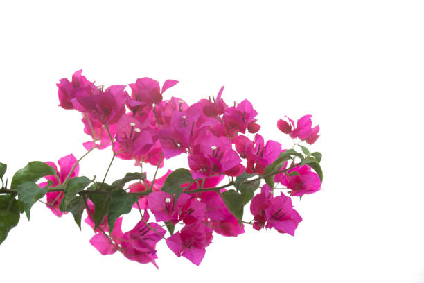 istock Bougainvilleas branch isolated on white background. Clipping path. 1143890302