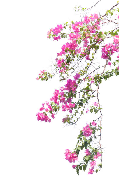 istock Bougainvilleas branch isolated on white background. 1143890323