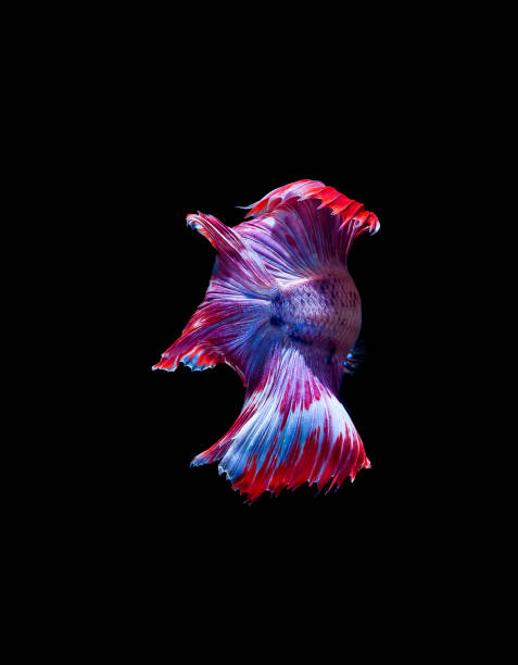 istock Betta fish, siamese fighting fish, betta splendens isolated on black background 1143890536