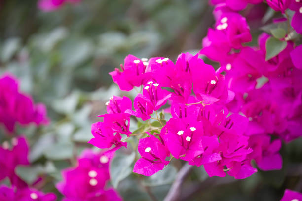 istock Bougainvillea flower with blurred background. 1143891111