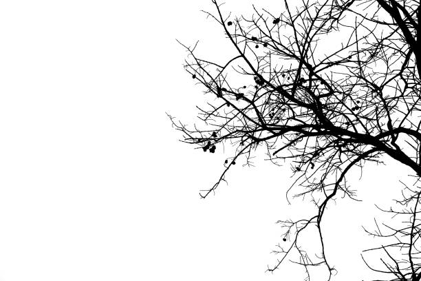 istock Dead branches , Silhouette dead tree or dry tree on white background with clipping path. 1143891717