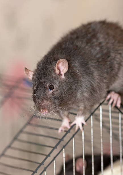 istock The black domestic rat 114389199