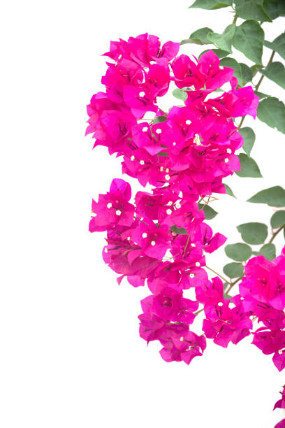 istock Bougainvilleas branch isolated on white background. Clipping path. 1143892143