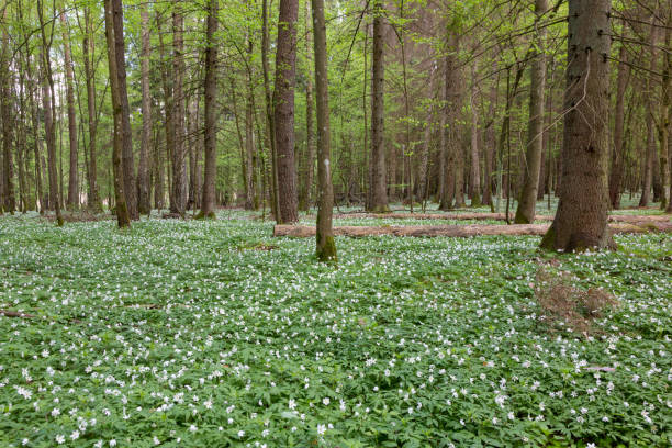 istock Flowering buttercap and hornbeams around 1143893163