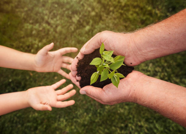 istock Senior hands giving small plant to a child 1143893479