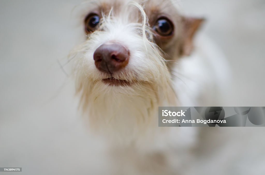 white yorkshire terrier on a blurred background white yorkshire on a white background. Dog, eyes and nose Animal Stock Photo