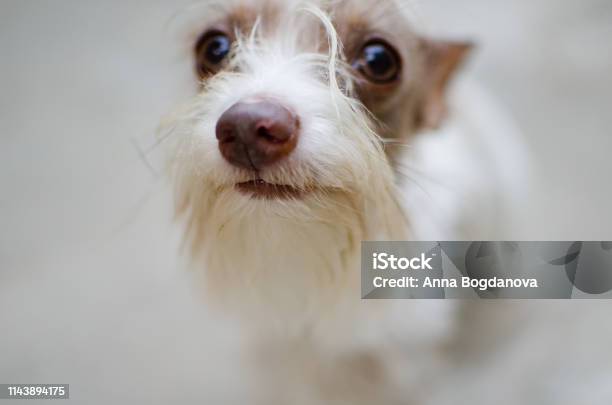 White Yorkshire Terrier On A Blurred Background Stock Photo - Download Image Now - Animal, Animals In Captivity, Cute