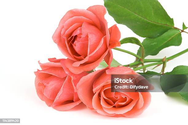 부케 3가지 개체에 대한 스톡 사진 및 기타 이미지 - 3가지 개체, 분홍, 장미