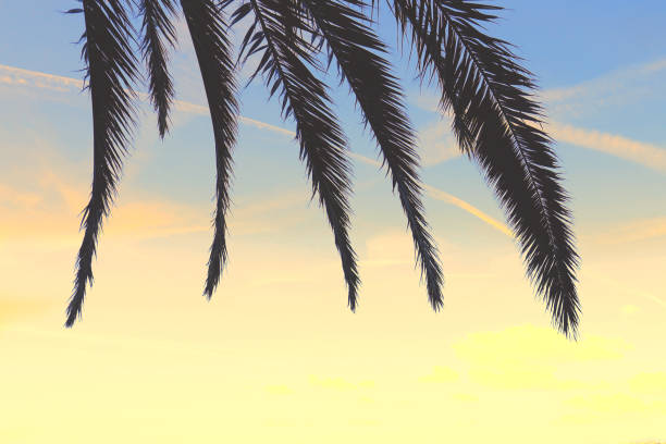 Palm leaves against the sunset sky gradient. Tropical nature background