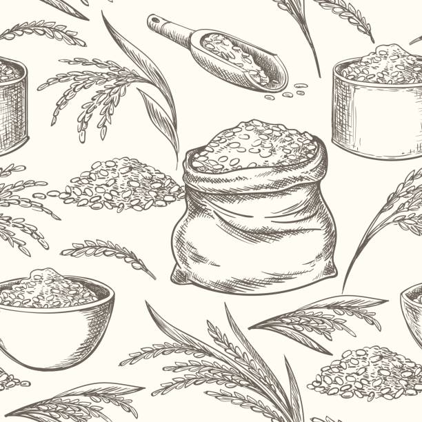 Draw Broken Rice 480+ Rice Stalks Drawing Stock Photos, Pictures & Royalty-Free Images ...