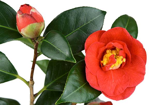 istock Camelia Flower Foliage And Bud 114389649