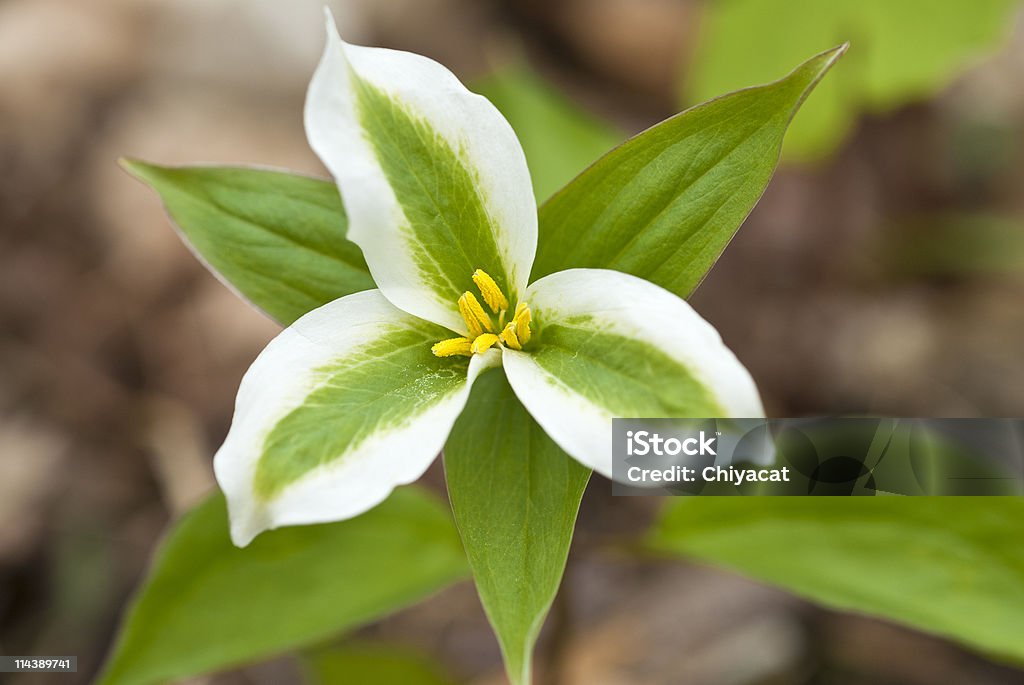 Ontário branco Trillium - Foto de stock de Trílio royalty-free