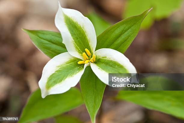 Foto de Ontário Branco Trillium e mais fotos de stock de Trílio - Trílio, Branco, Cabeça da flor