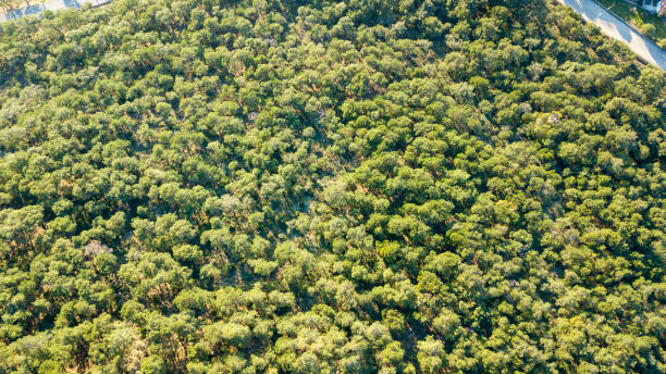 istock coastal city and forest 1143897623