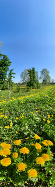 istock Field with yellow flower 1143897841