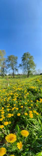 istock Field with yellow flower 1143897931