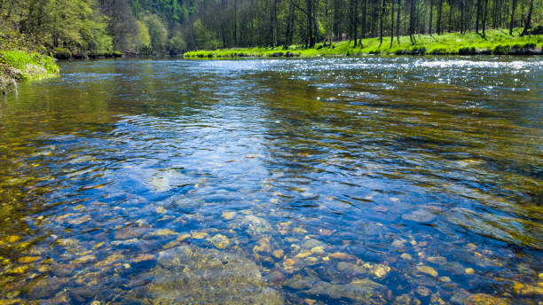 kamyki w rzece na wiosnę z lasem - abstrakcyjny wzór w falach - flowing water ripple day plant zdjęcia i obrazy z banku zdjęć