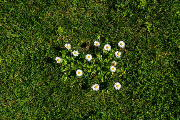 istock Close-up of daisies on green grass at springtime 1143898031