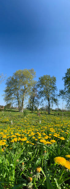istock Field with yellow flower 1143898055