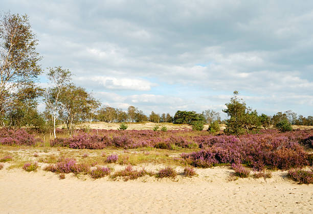 Heather landscape in Kalmthoutse Heide, Belgium