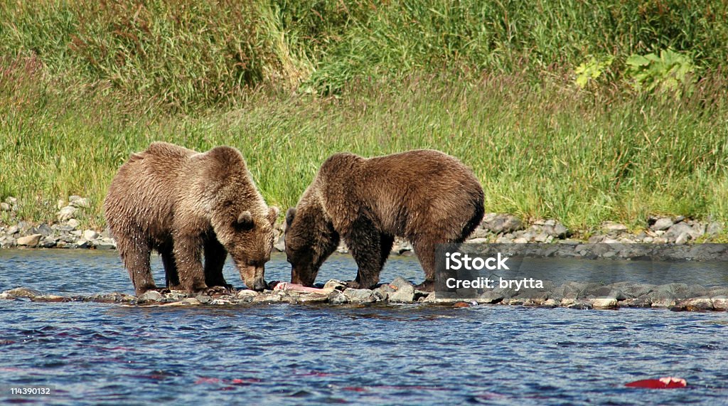 Grizzly bears comer salmón rojo, parque nacional de Katmai, Alaska. - Foto de stock de Aire libre libre de derechos