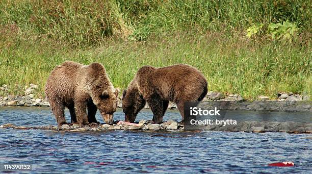 Grizzly Bears Comer Salmón Rojo Parque Nacional De Katmai Alaska Foto de stock y más banco de imágenes de Aire libre