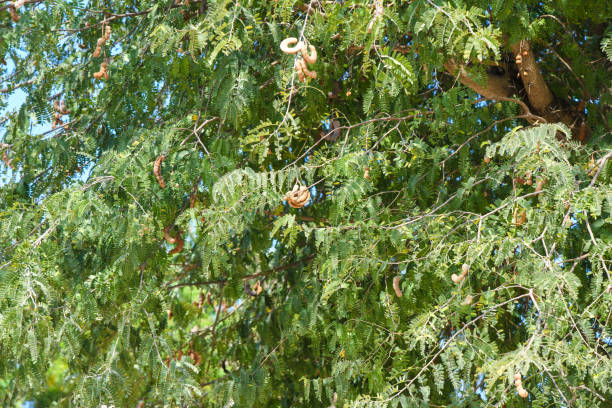 tamarind tree green fresh food healthy diet home outdoor