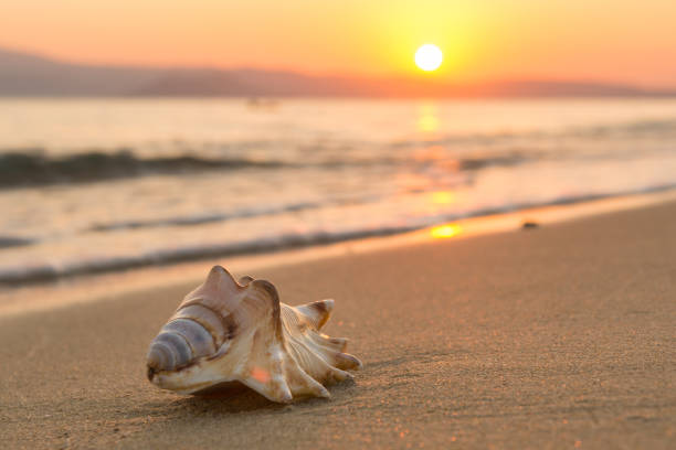 istock Sea shell on the beach at sunset 1143902251
