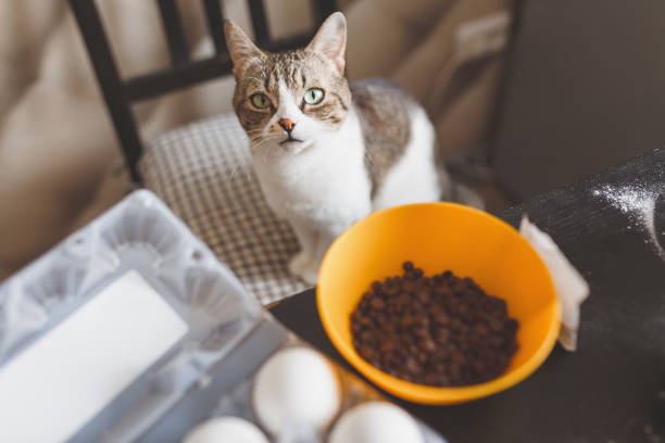 istock cats food in a bowl 1143902516